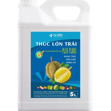 THÚC LỚN TRÁI