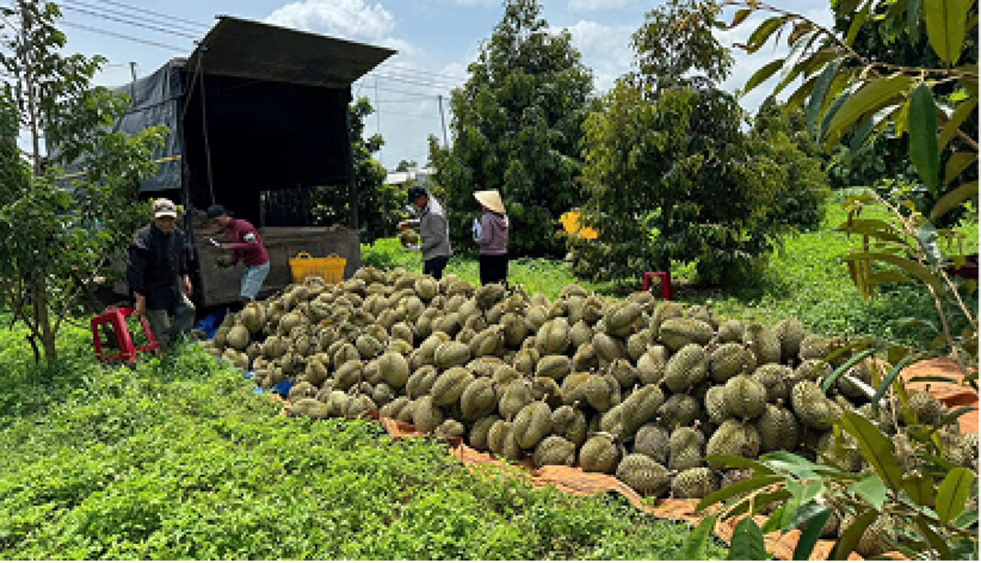 NÔNG DÂN LÀM SAO DƯỠNG TRÁI ĐỂ SẦU RIÊNG ĐẠT THU HOẠCH NHƯ MONG ĐỢI