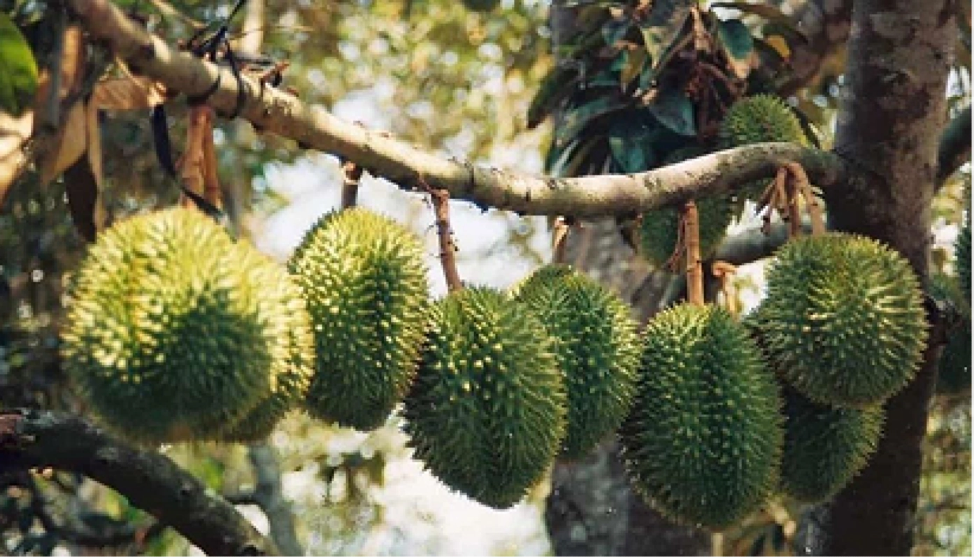 GIÁ THỰC TẾ SẦU RIÊNG