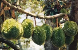 GIÁ THỰC TẾ SẦU RIÊNG